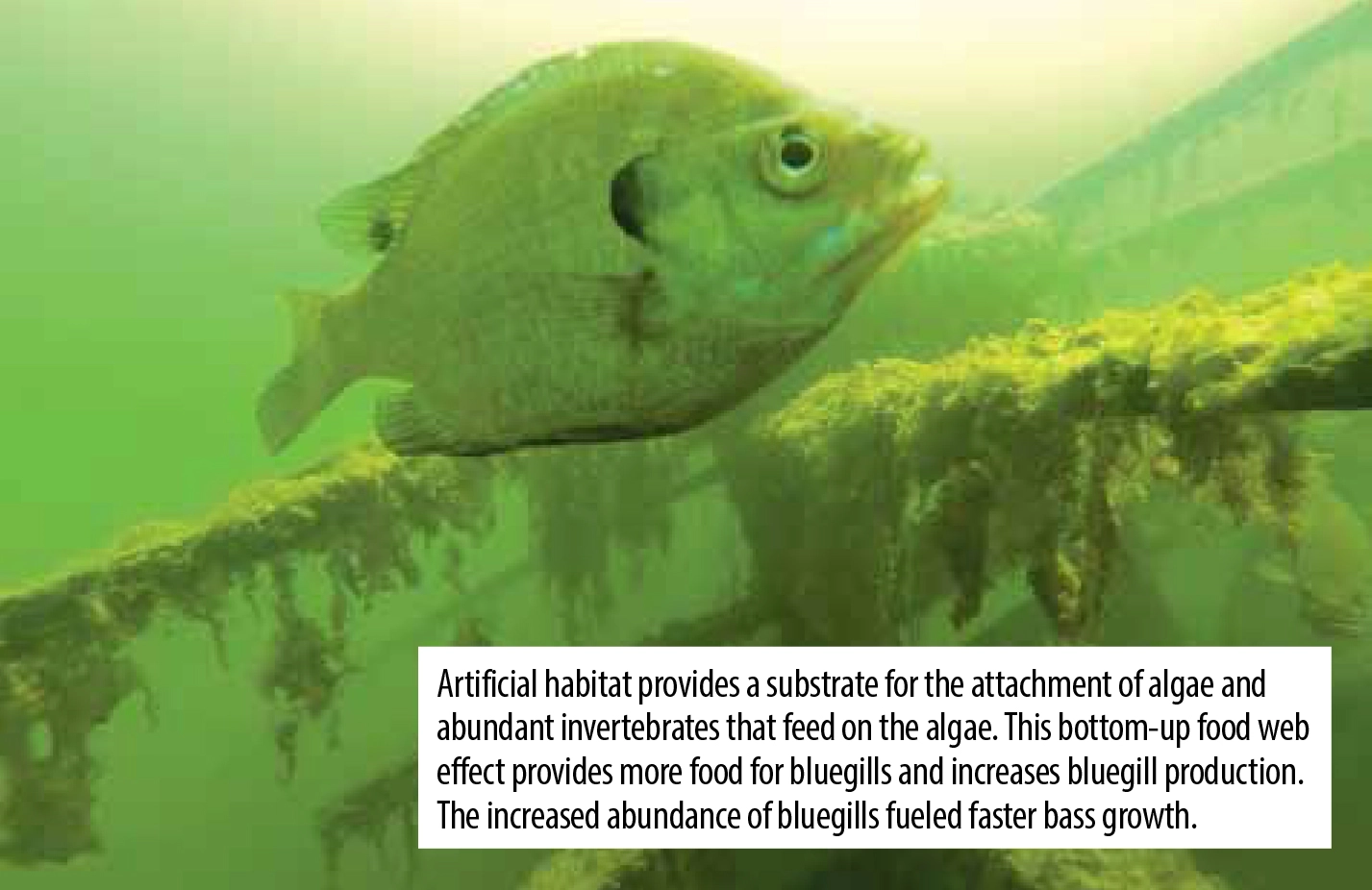 Artificial habitat algae attached
