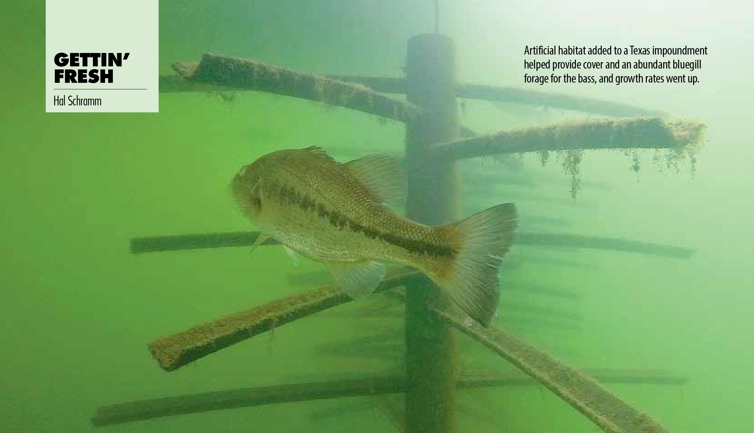 bass swimming in habitat